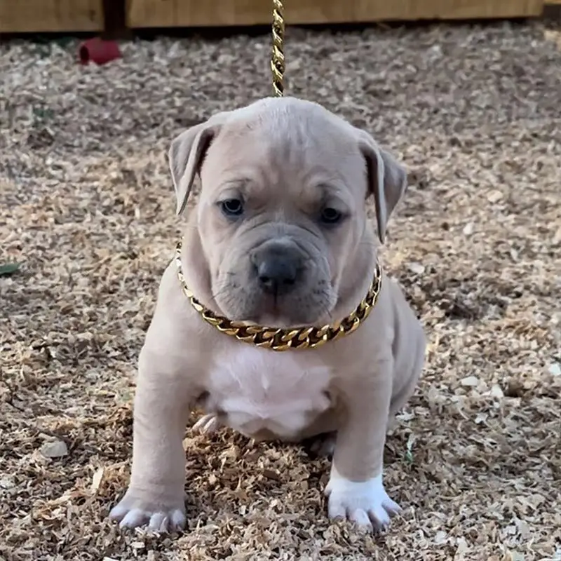 Chien Staffordshire Bull Terrier