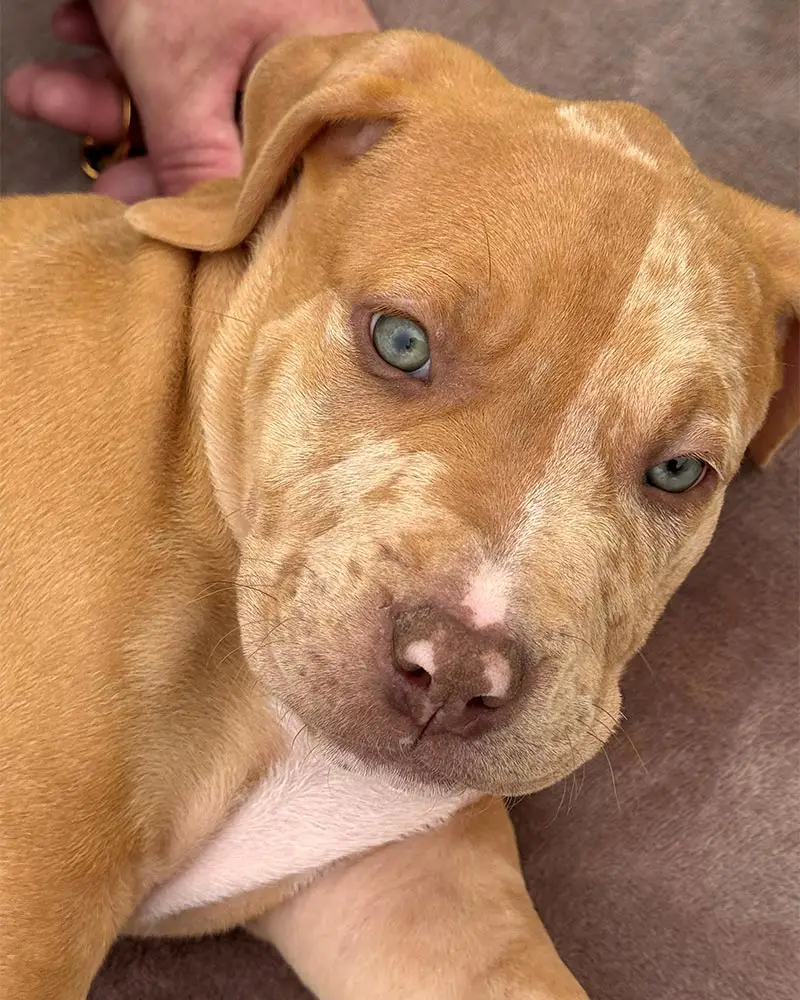 Chien American Bully