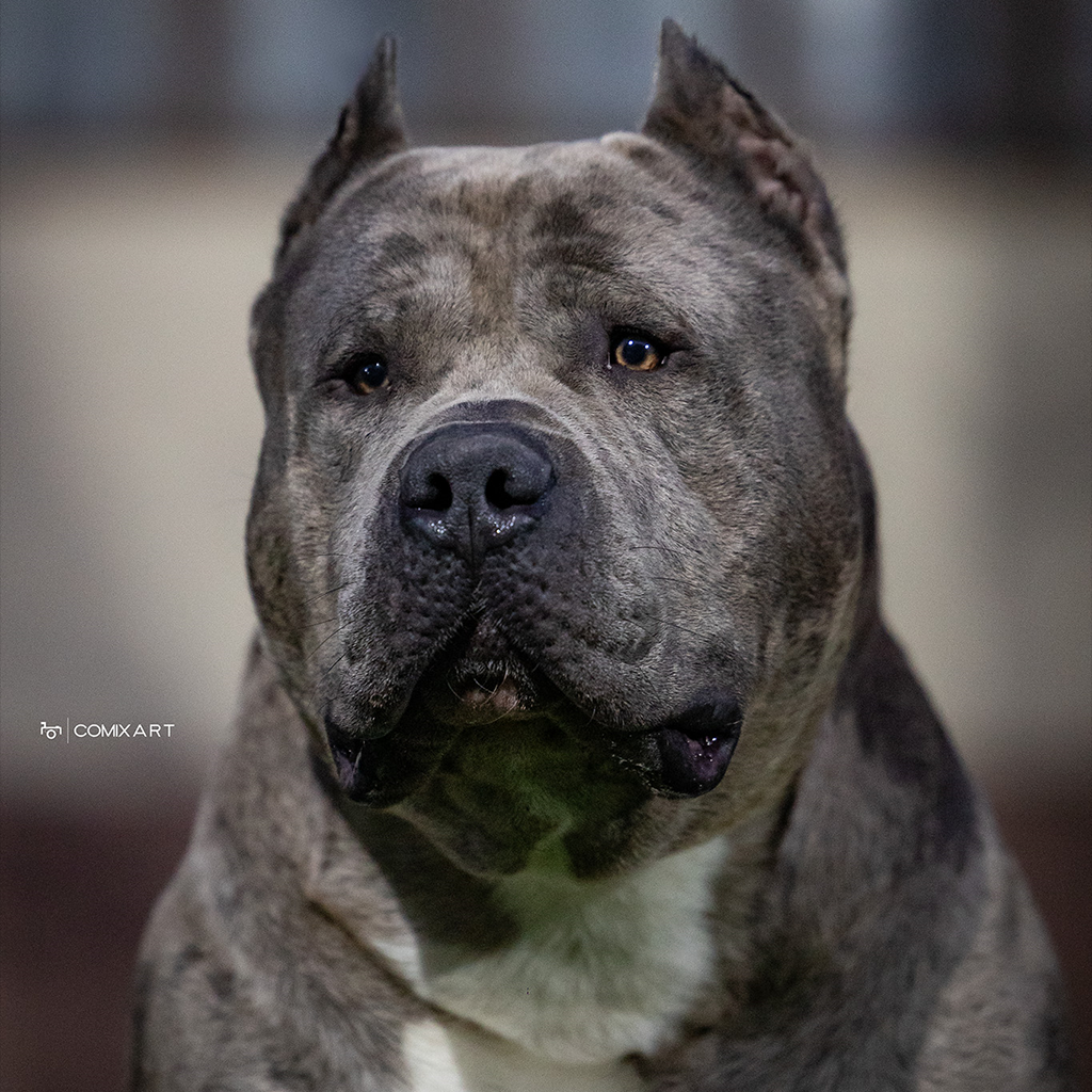 Chien American Bully