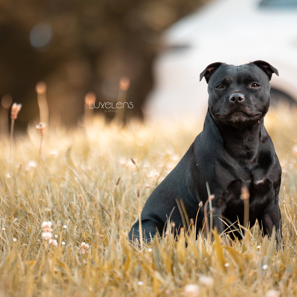 Chien Staffordshire Bull Terrier